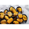 seafood frozen boiled mussel with shell